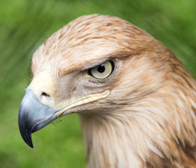 Portrait of an eagle on a background of green grass