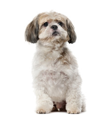 Shih Tzu (8 years old) in front of a white background