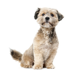 Crossbreed  (1 year old) in front of a white background