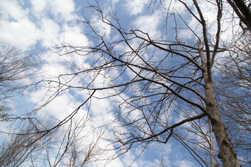 bare tree branches against the blue sky