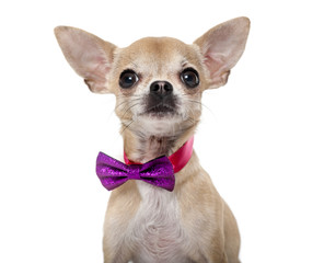 Chihuahua wearing a bow tie in front of a white background