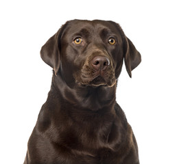 Labrador Retriever (2 years old) in front of a white background