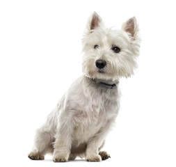 West Highland White Terrier (18 months old) in front of a white