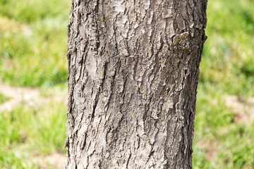 trunk of a tree in a park on the nature