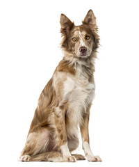 Border Collie (15 years old) in front of a white background