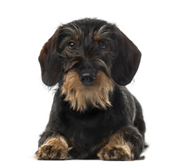 Dachshund (8 years old) in front of a white background