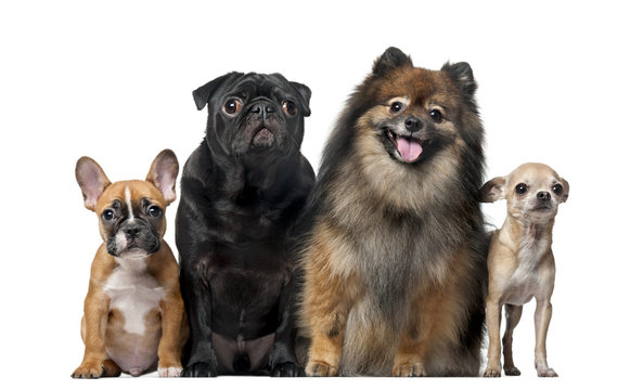 Group of dogs in front of a white background