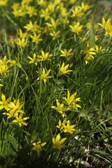 background of spring small yellow flowers, primroses