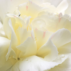 Abstract White Flower Petals, Detailed Macro Closeup, Water Dew