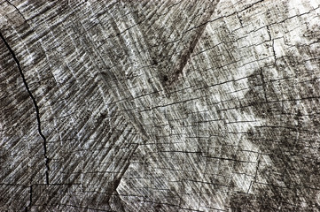 Fototapeta premium Natural Weathered Grey Tree Stump Cut Texture, Large Horizontal