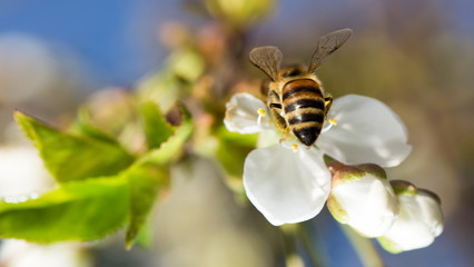 bee on a white flower on a tree