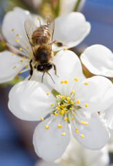 bee on a white flower on a tree
