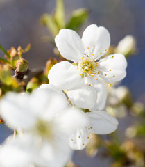 white flowers on the tree in nature