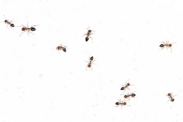 ants on a white wall