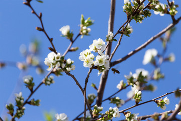 white flowers on a tree against the blue sky