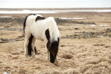 Portrait of a black and white Icelandic horse