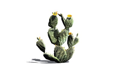 Prickly Pear cactus - isolated on white background