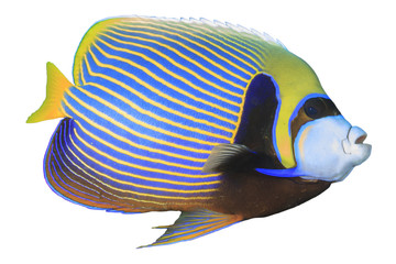 Tropical fish isolated on white: Emperor Angelfish