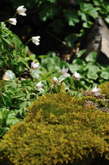 Buschwindröschen im Frühling