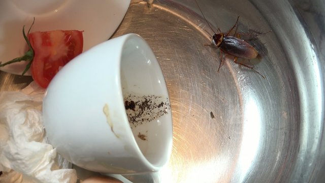 Massive cockroach,periplaneta americana,in the kitchen residues.