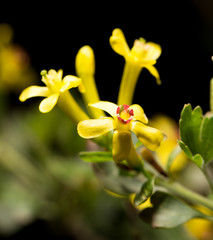 beautiful little yellow flower in nature