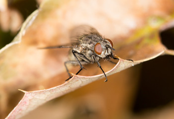 Fly on autumn leaves in nature. close-up