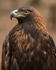 Portrait of a Golden Eagle