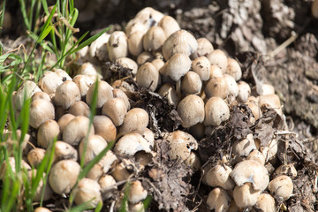 toadstool mushrooms nature spring