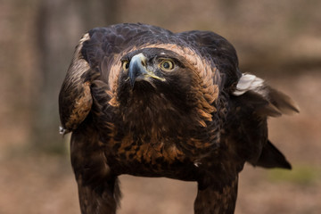 Golden Eagle