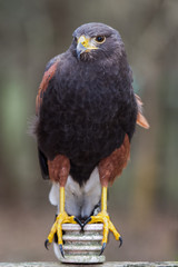 Harris Hawk