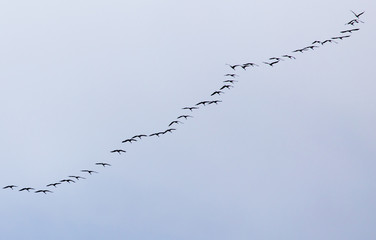 a flock of swans on the blue sky