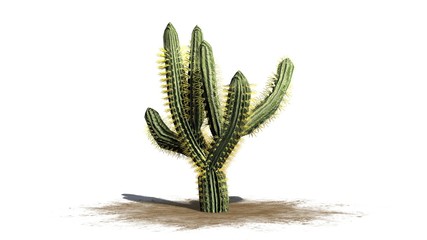 Saguaro cactus - isolated on white background © sabida