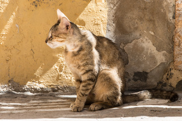 Stray cats in the alleys of Ortigia, Siracusa, Sicily, Italy