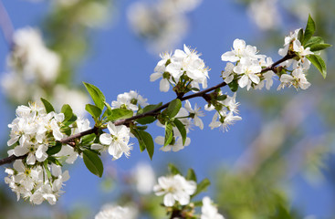 white flowers on a tree against the blue sky