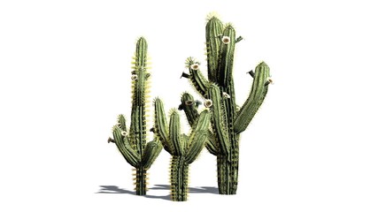Saguaro cactus - isolated on white background