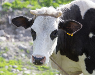 cow grazing on nature
