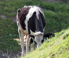 Naklejka na ściany i meble cow grazing on nature