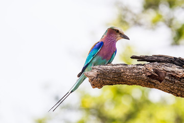Lilac-breasted roller perched on a branch, Botswana