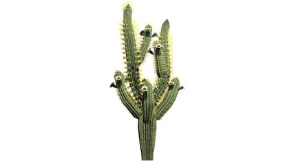Saguaro cactus - isolated on white background - obrazy, fototapety, plakaty