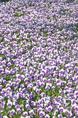 Obraz premium Pansies