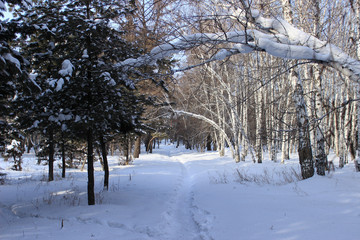 Winter landscape. Mixed forest