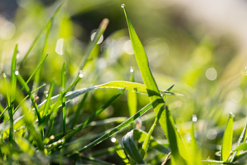 beautiful grass with dew drops