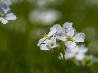 Wiesenschaumkraut