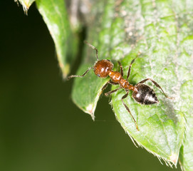ant on green leaf in nature. close-up