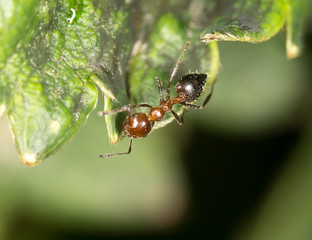 ant in nature. close-up