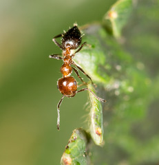 ant in nature. close-up