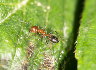 ant in nature. close-up