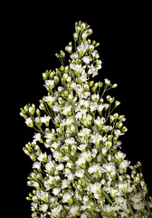 Arabis isolated on black background