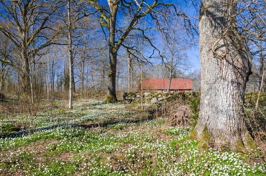 Anemone flower bed in Swedish park