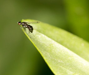 fly on a green leaf in nature. close-up